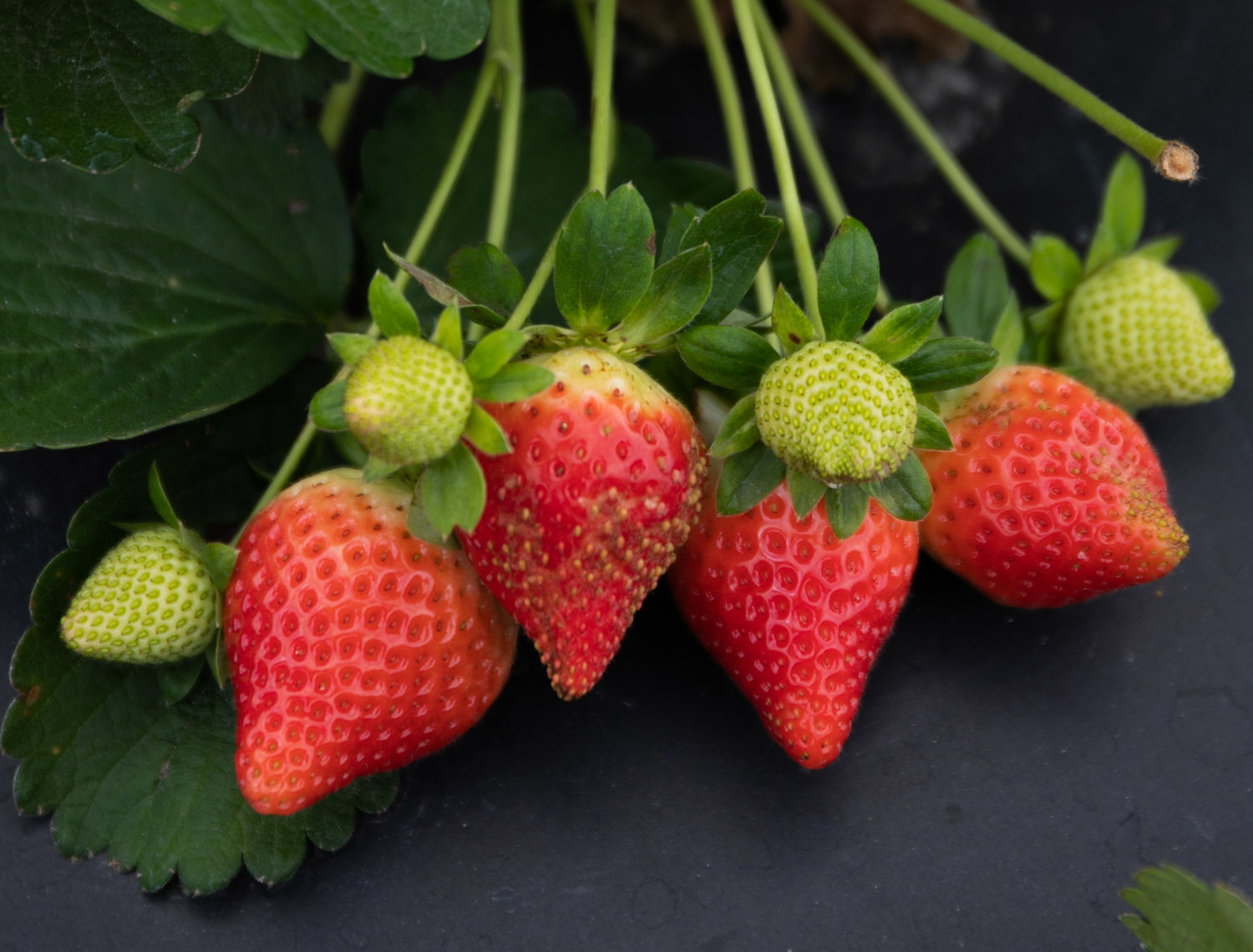 Cluster of strawberries on the plant..